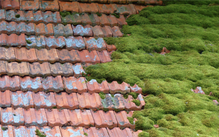 Moss on Roof Tiles