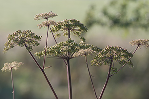 Must-Have Garden Essentials This Summer